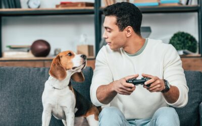 Explore Pet Friendly Living at The Steadman Apartments